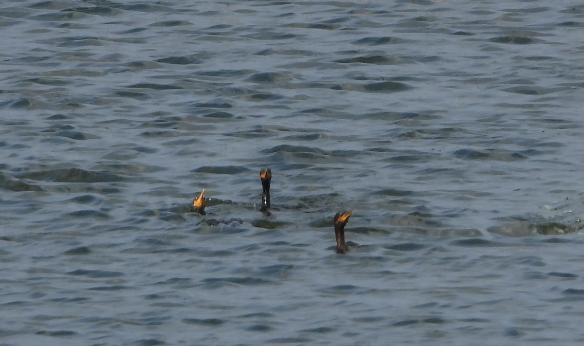 Neotropic Cormorant - Cisca  Rusch