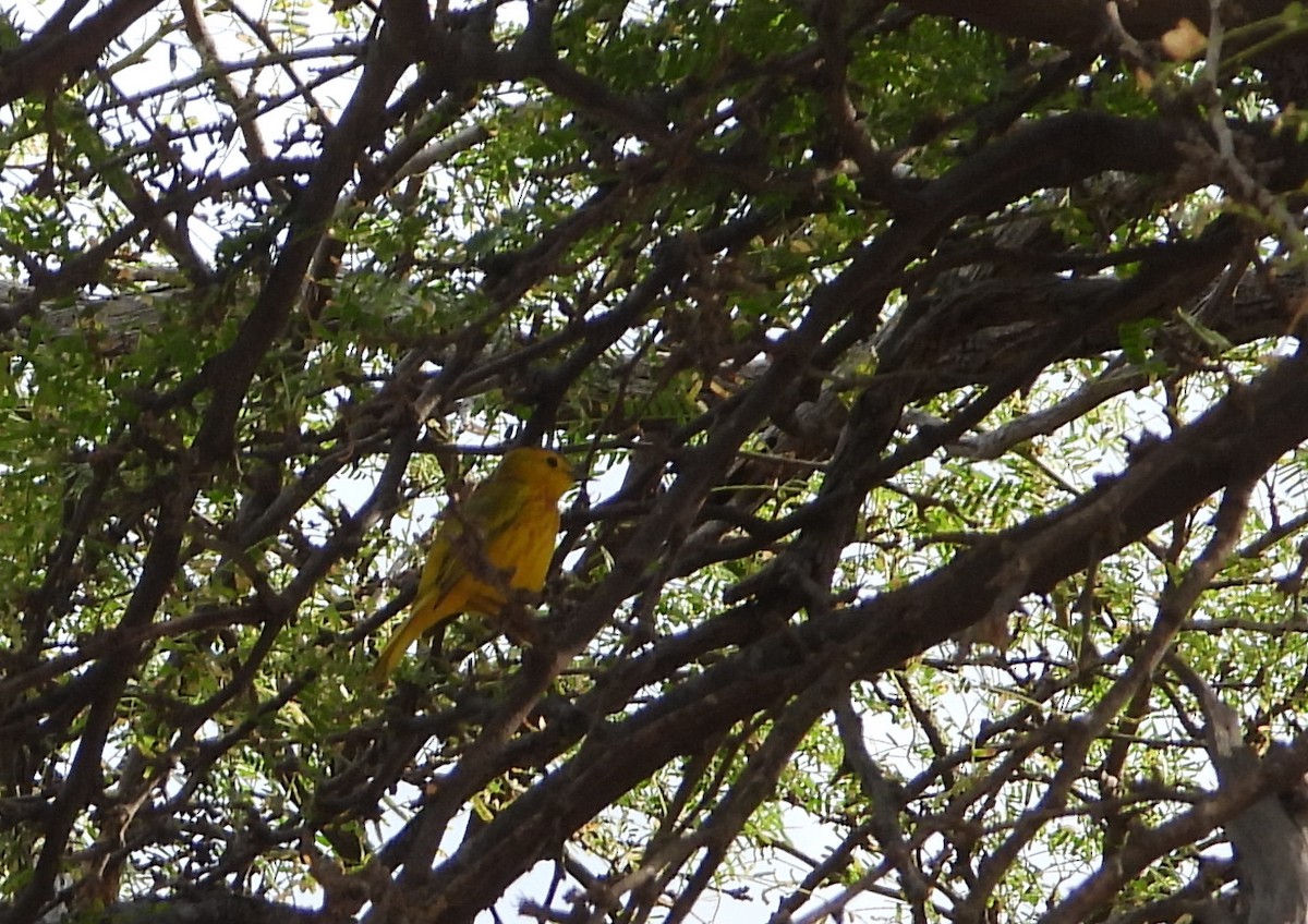 Yellow Warbler - ML618014915