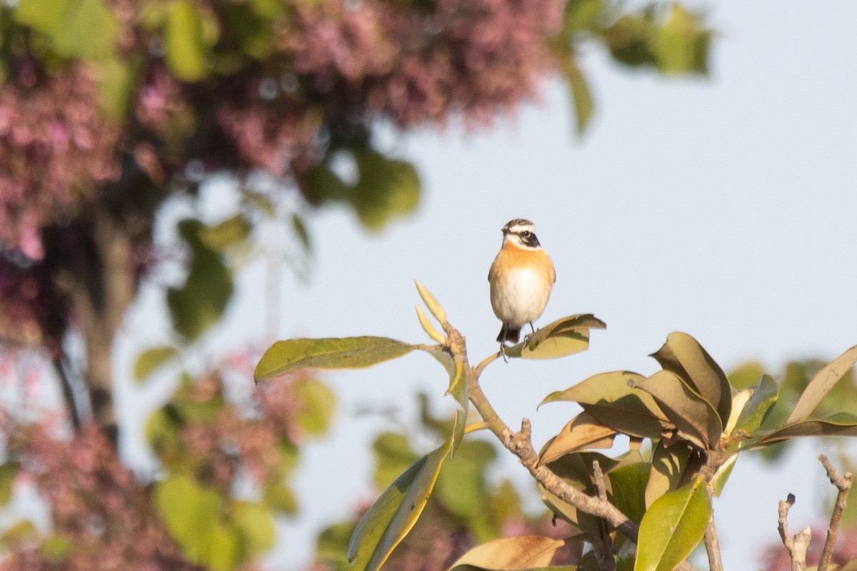 Whinchat - ML618014945