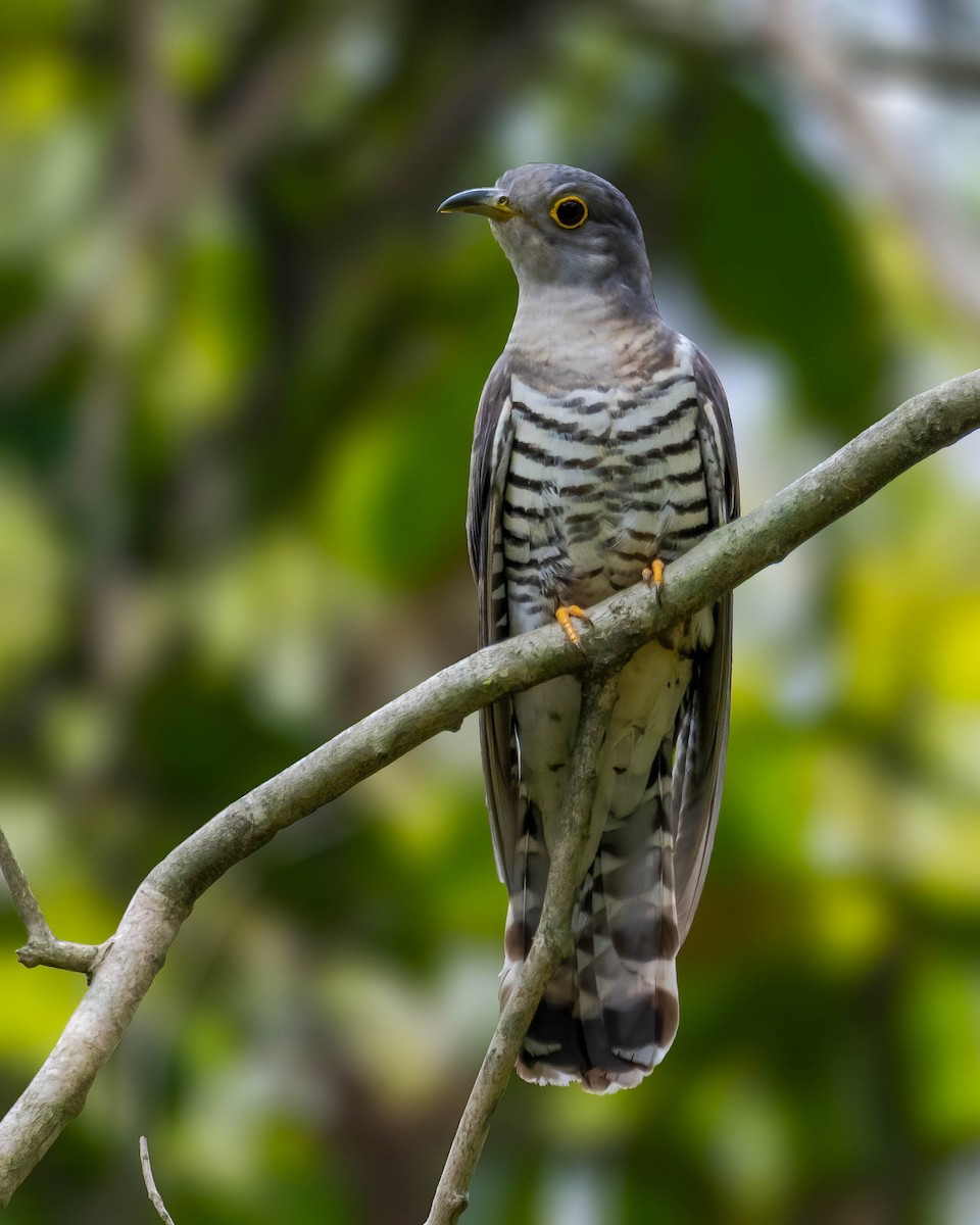 Indian Cuckoo - ML618014971