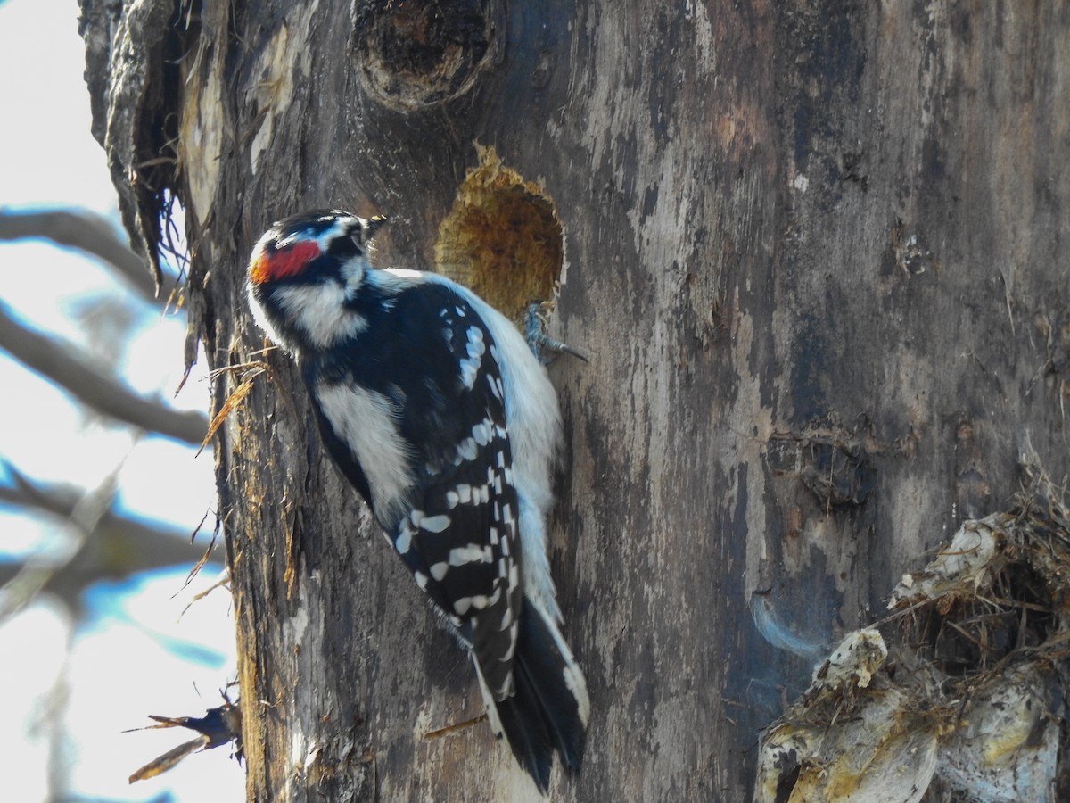 Downy Woodpecker - ML618014983