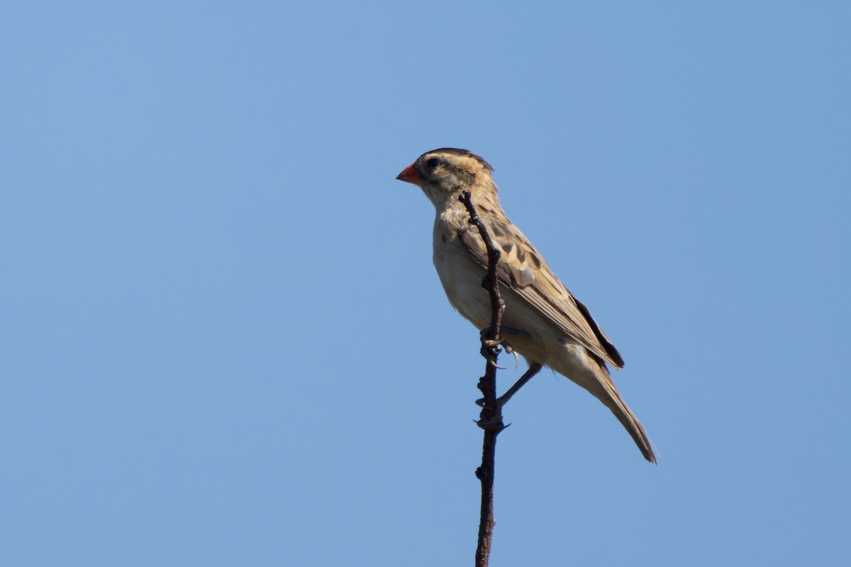 Pin-tailed Whydah - ML618014988