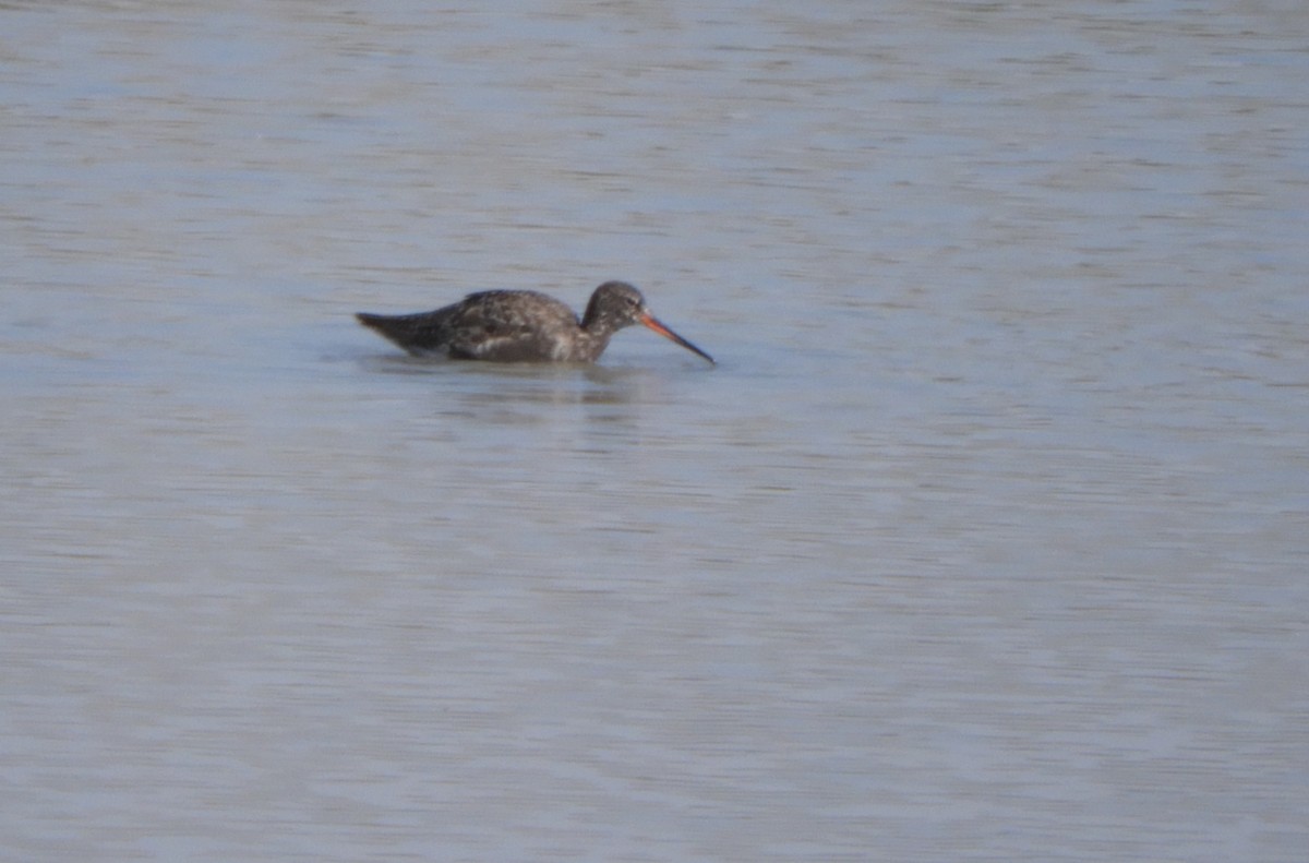 Spotted Redshank - ML618015006