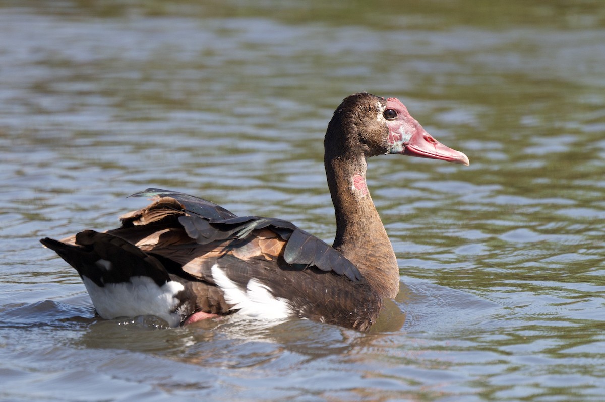 Spur-winged Goose - ML618015021