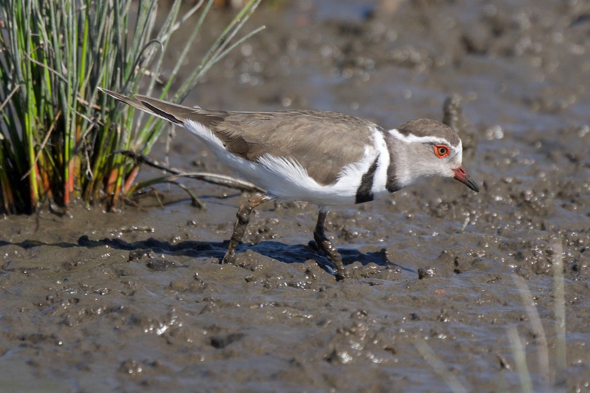 Three-banded Plover - ML618015046