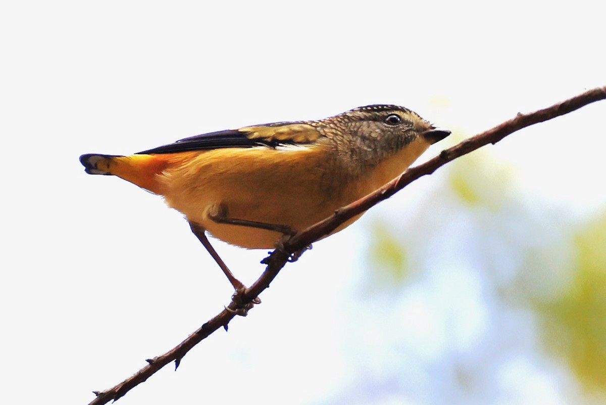 Spotted Pardalote (Spotted) - John Mills