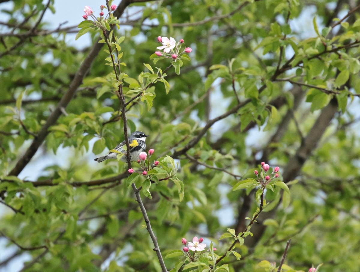 Yellow-rumped Warbler (Myrtle) - ML618015095