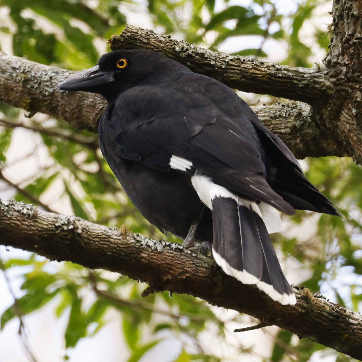 Pied Currawong - ML618015115