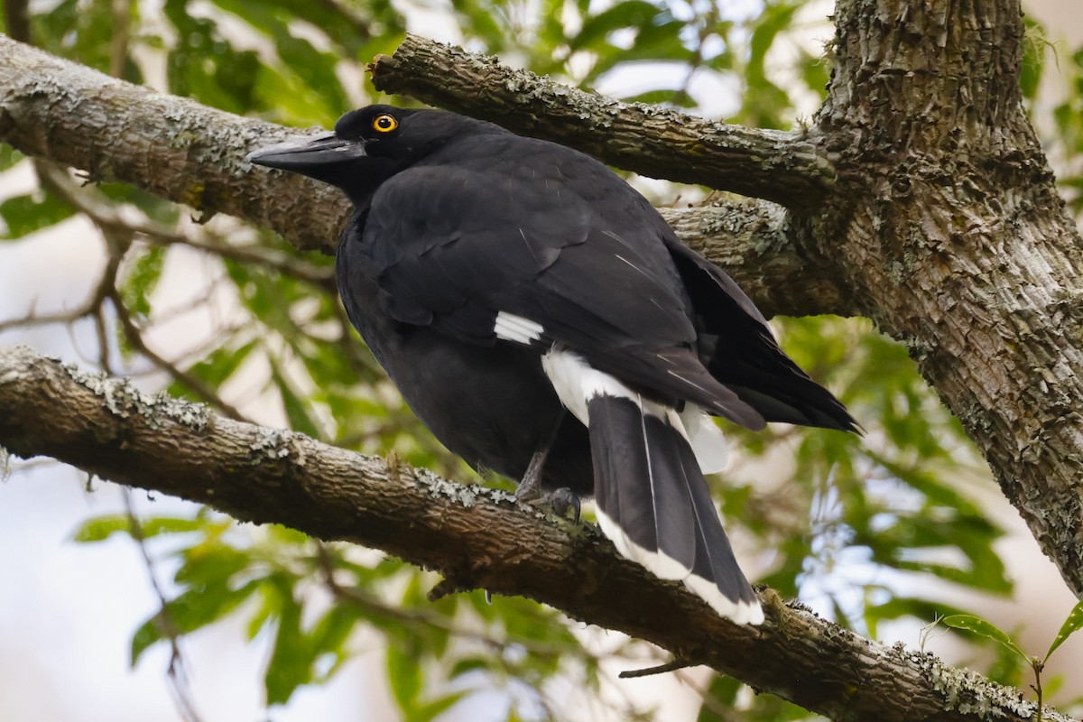 Pied Currawong - ML618015116