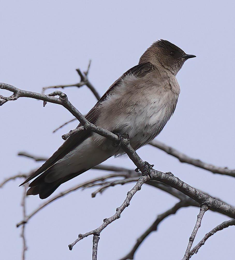 Northern Rough-winged Swallow - ML618015123