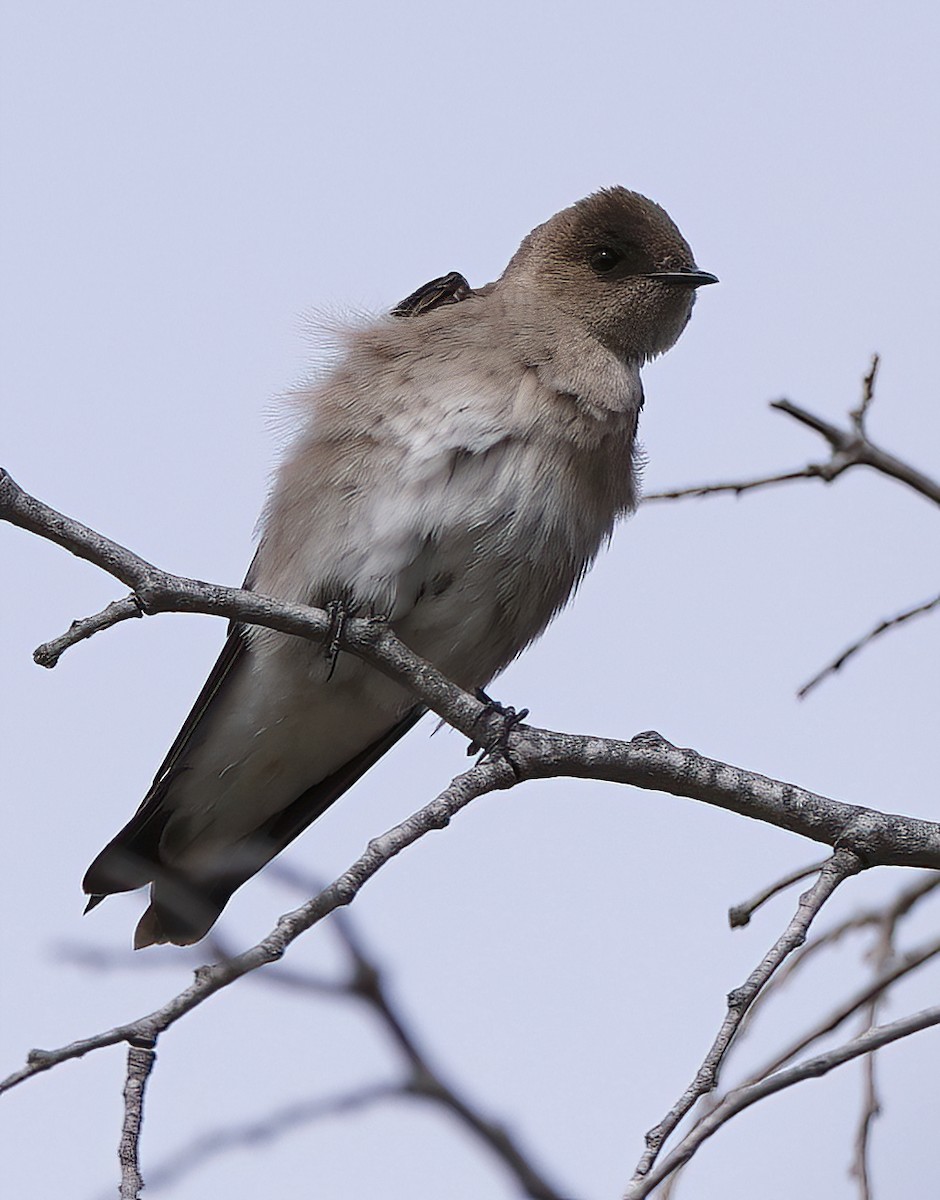Northern Rough-winged Swallow - ML618015125