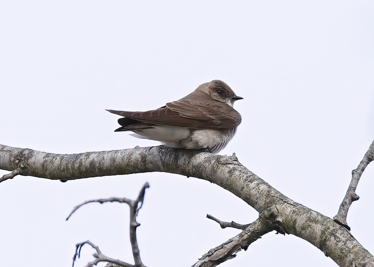Northern Rough-winged Swallow - ML618015127