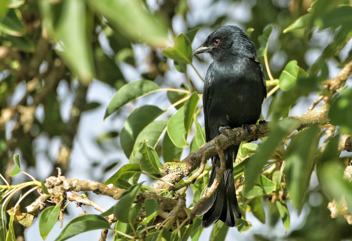 Fork-tailed Drongo - ML618015140