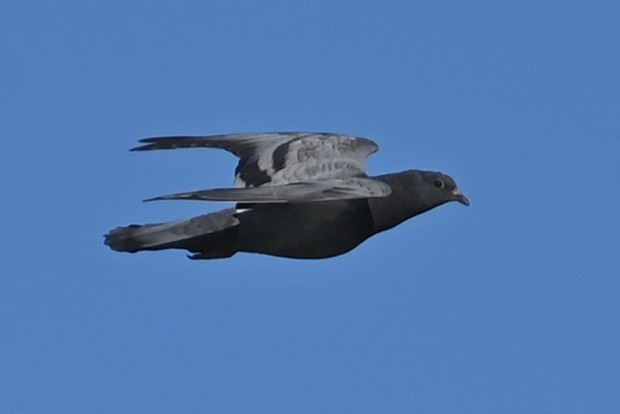 Rock Pigeon (Feral Pigeon) - ML618015157
