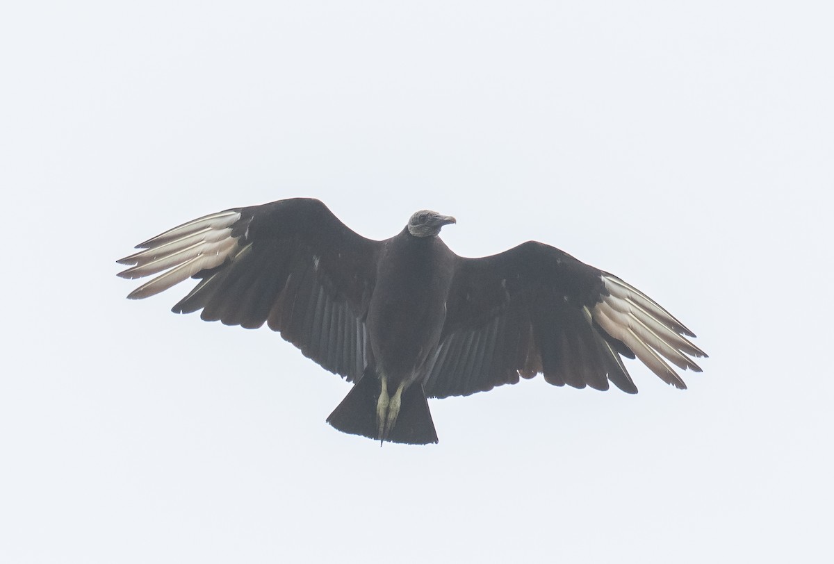 Black Vulture - ML618015191
