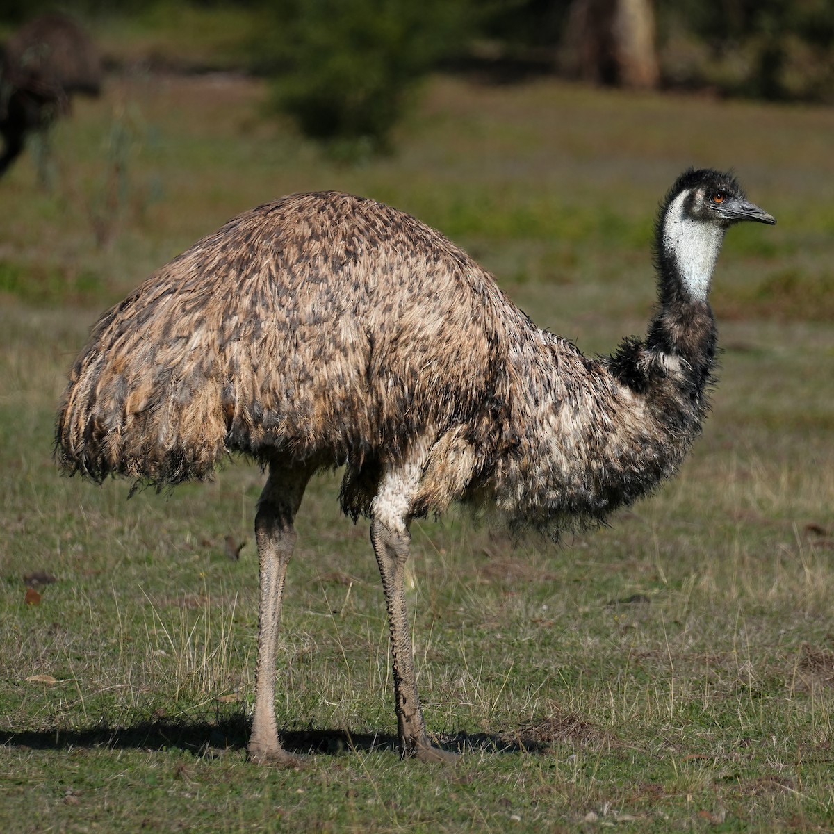 Emu - ML618015197