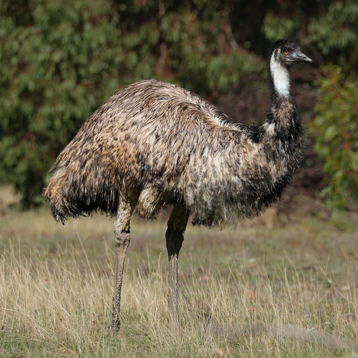 Emu - Yingchen Nie