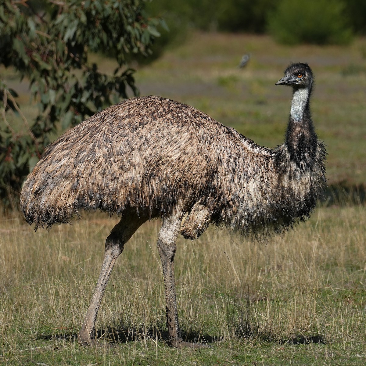Emu - ML618015199