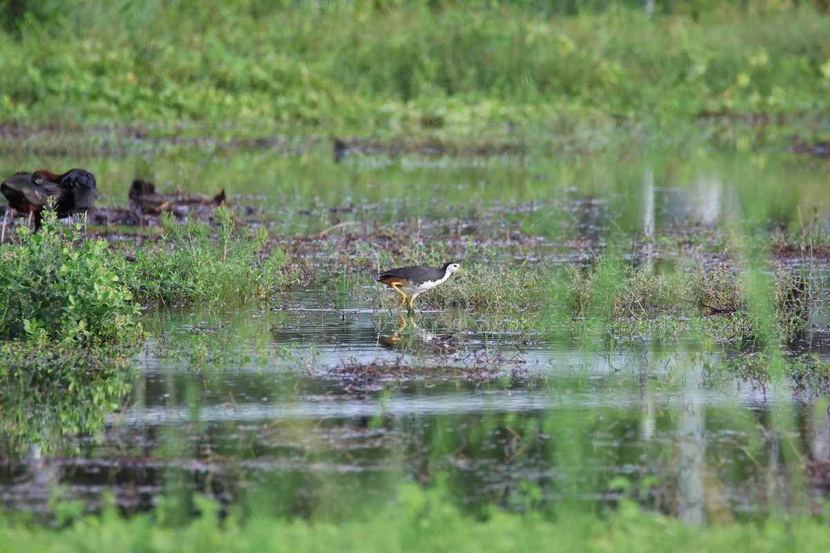 White-breasted Waterhen - Che-Lun Chang