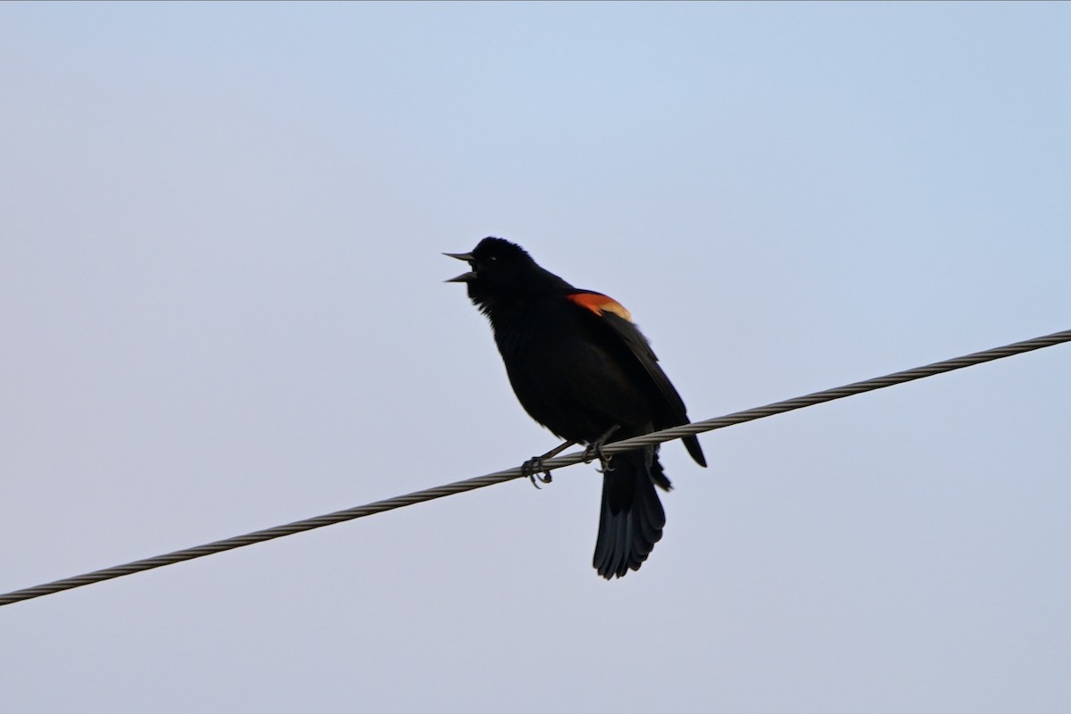 Red-winged Blackbird - ML618015211