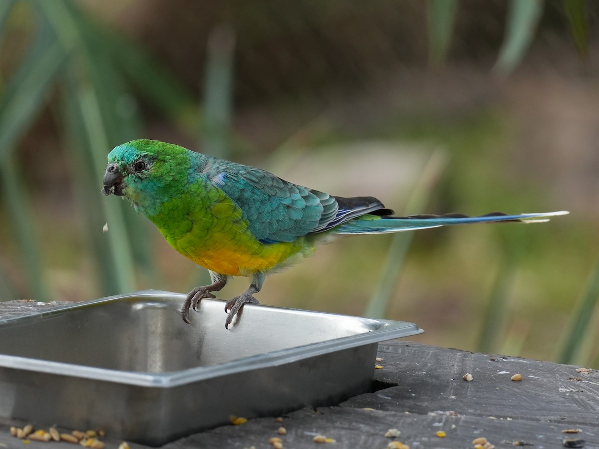 Red-rumped Parrot - Yingchen Nie