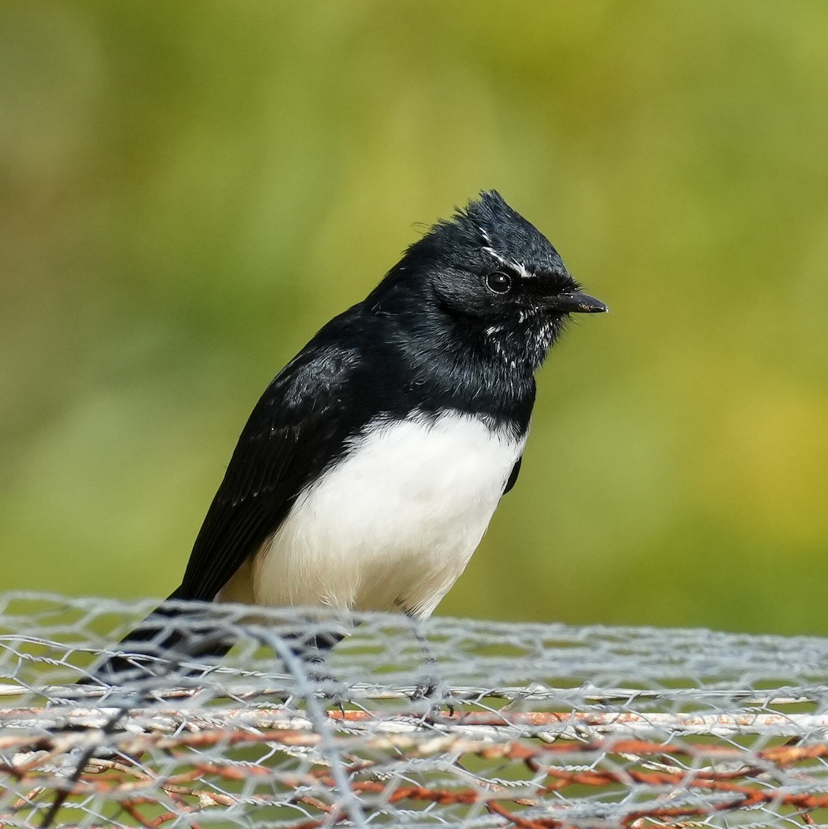 Willie-wagtail - Yingchen Nie