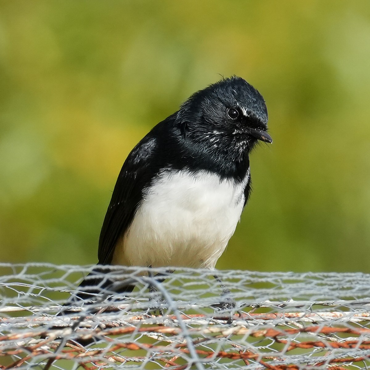 Willie-wagtail - ML618015259