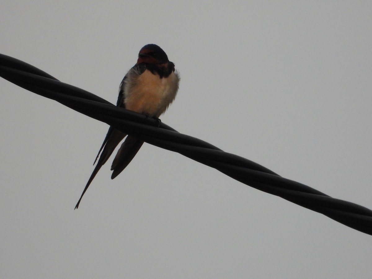 Barn Swallow - ML618015291