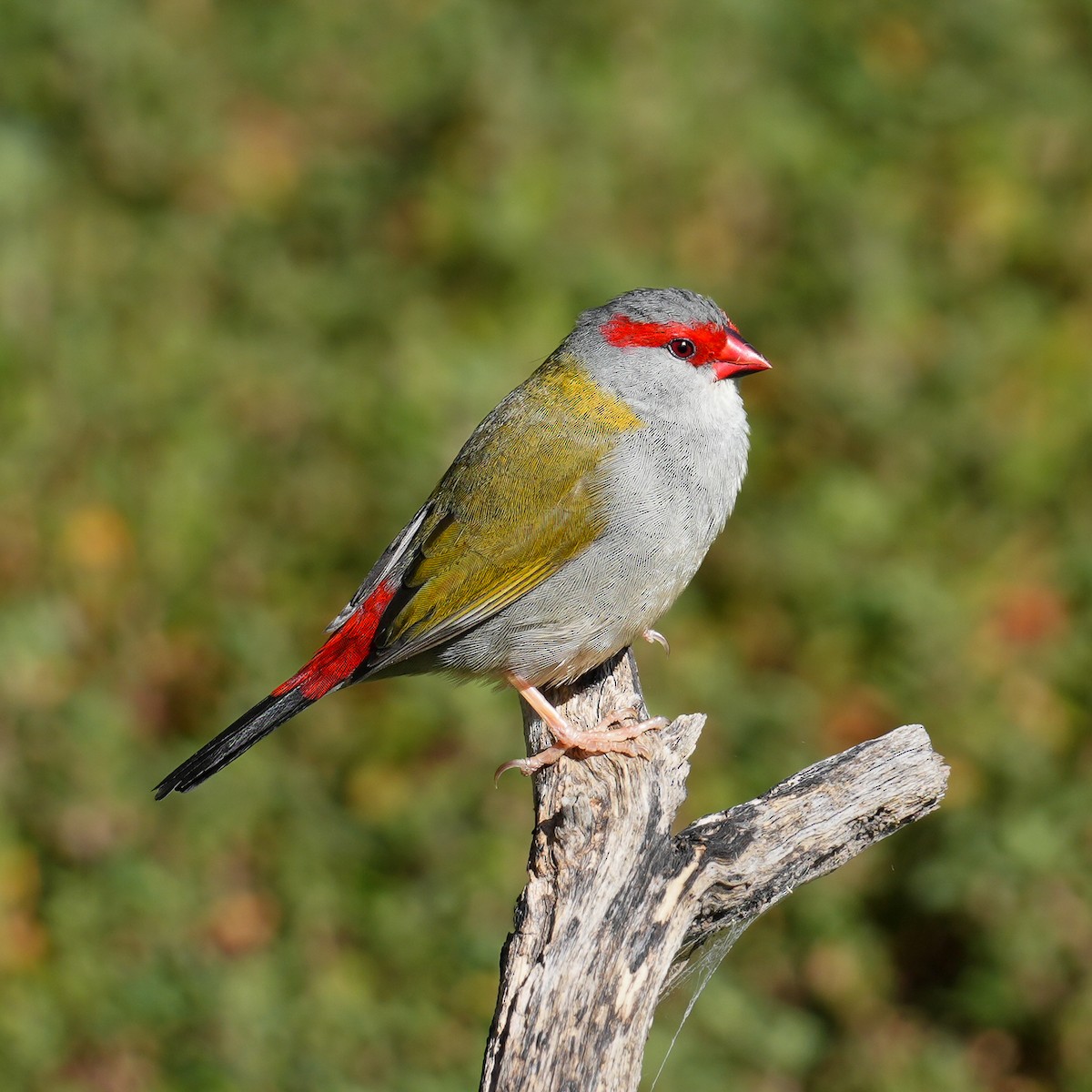 Red-browed Firetail - ML618015293