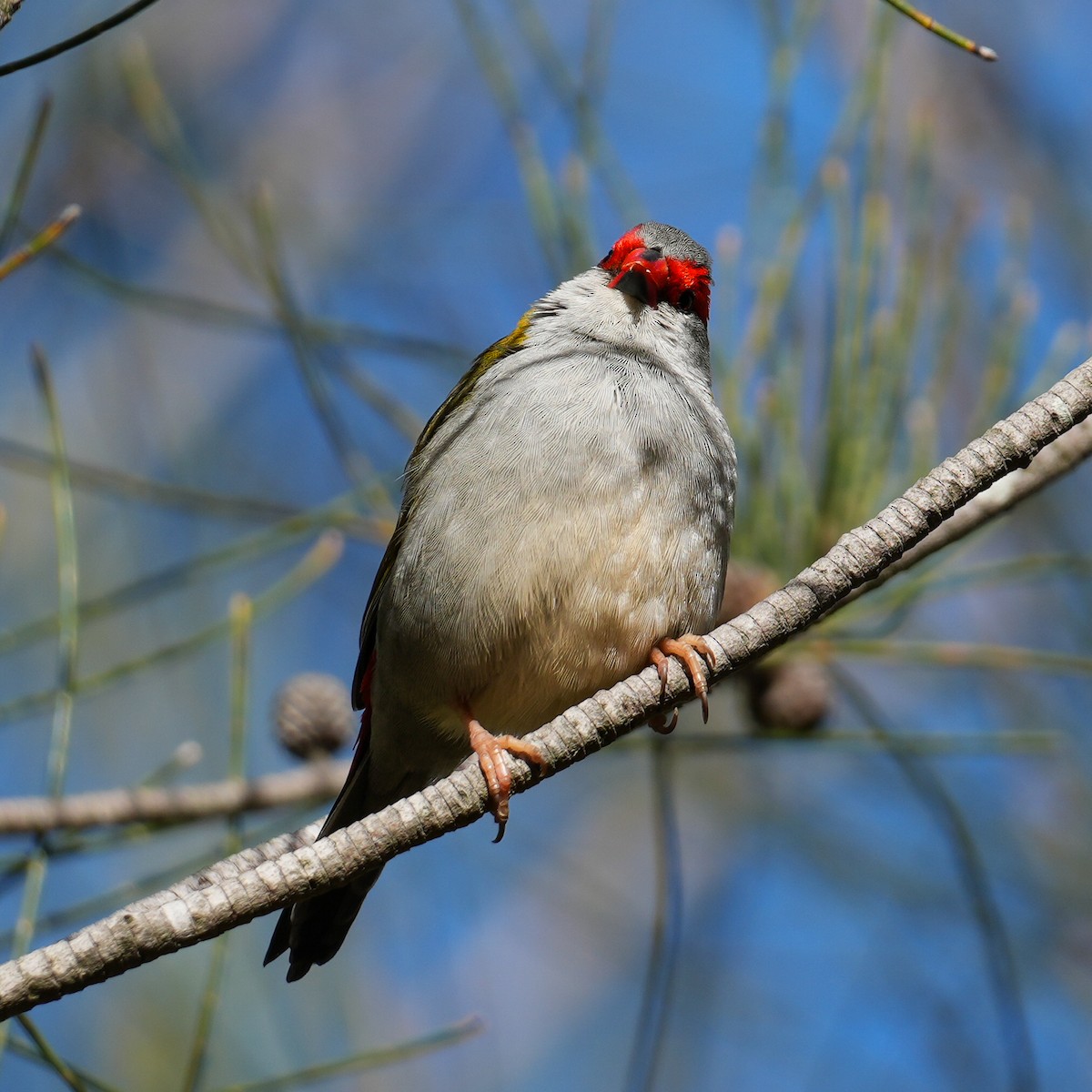Red-browed Firetail - ML618015294