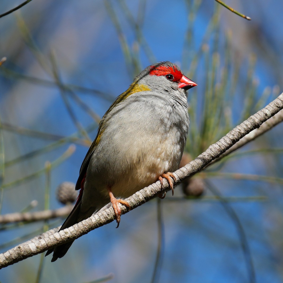 Red-browed Firetail - ML618015295
