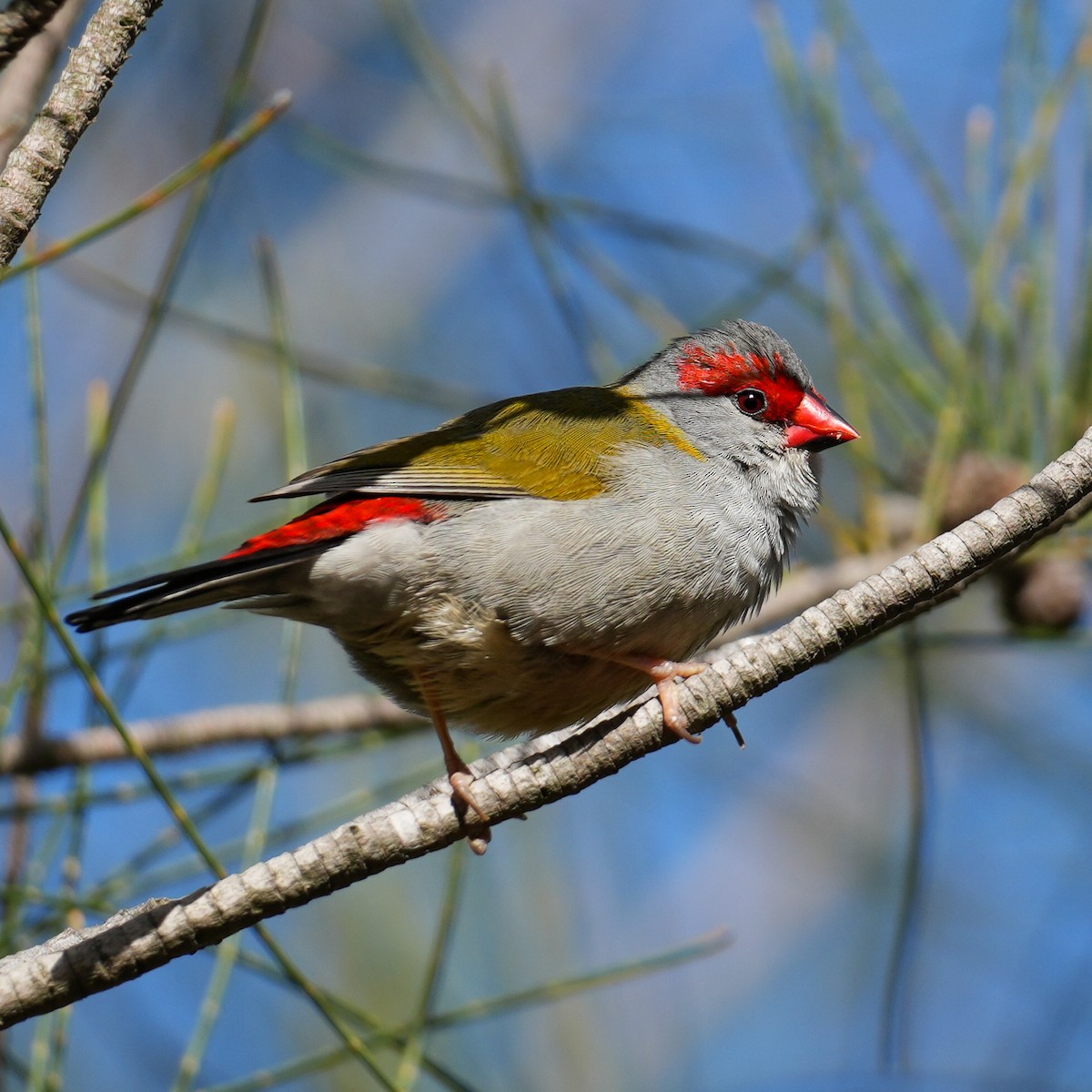 Red-browed Firetail - ML618015296