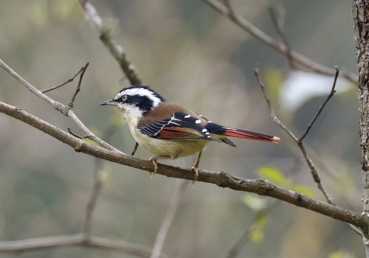 Red-tailed Minla - ML618015304