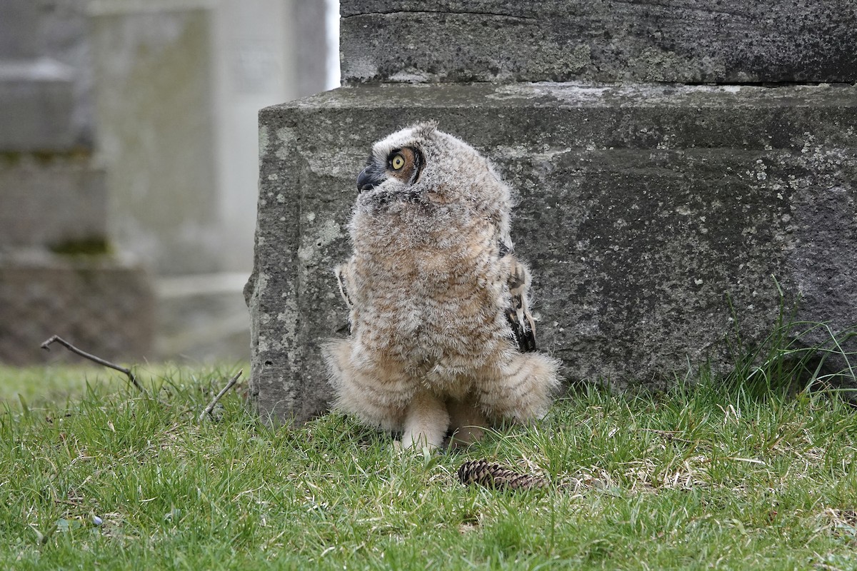 Great Horned Owl - Carol MacKenzie