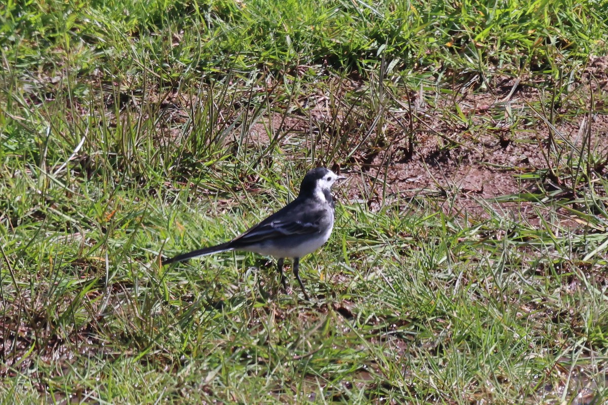 White Wagtail - Phil Kenny