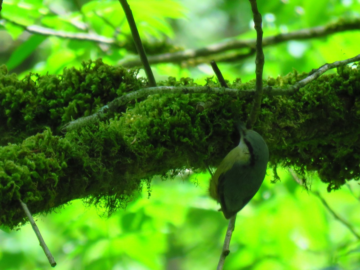 Eurasian Nuthatch - Mojtaba Vosough Rouhani