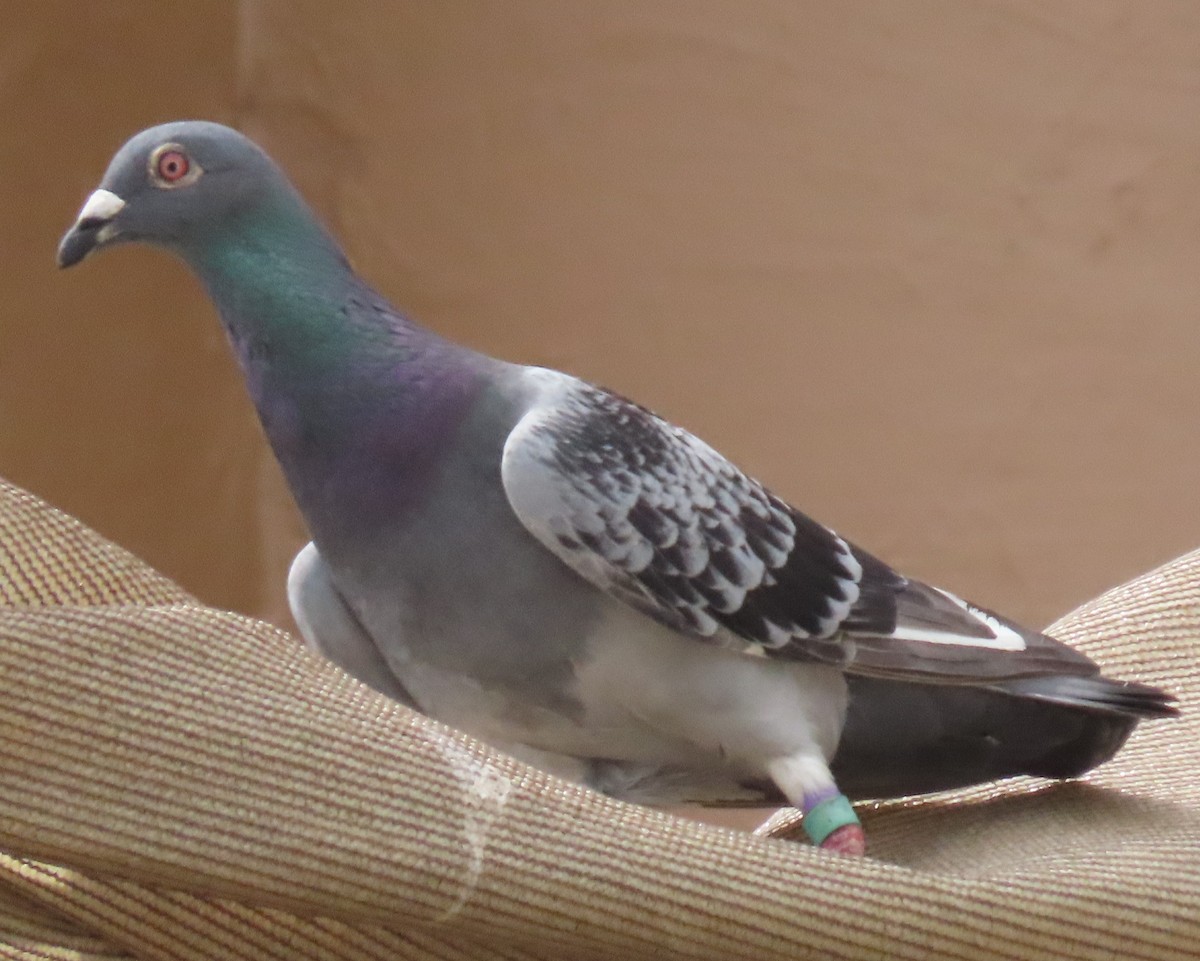 Rock Pigeon (Feral Pigeon) - ML618015331