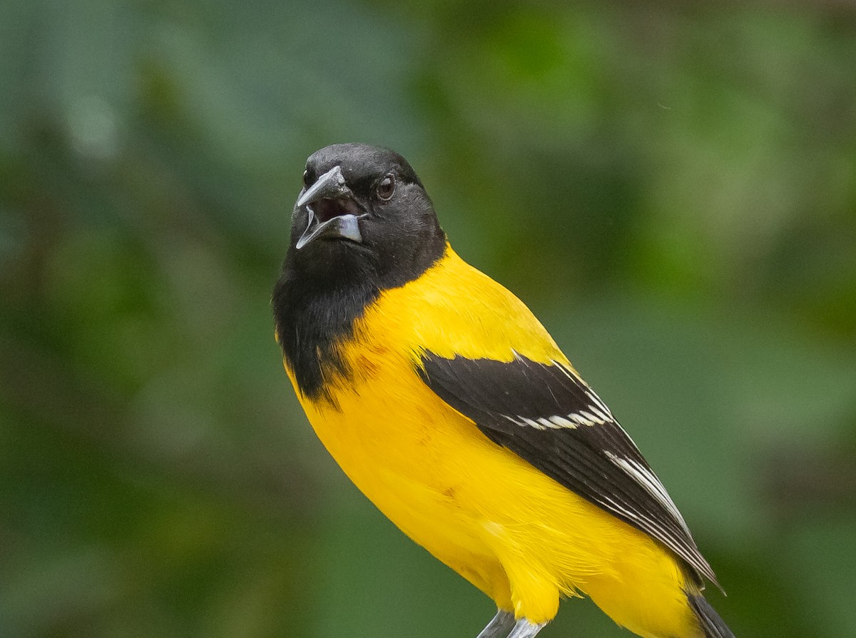Audubon's Oriole - Liam Huber