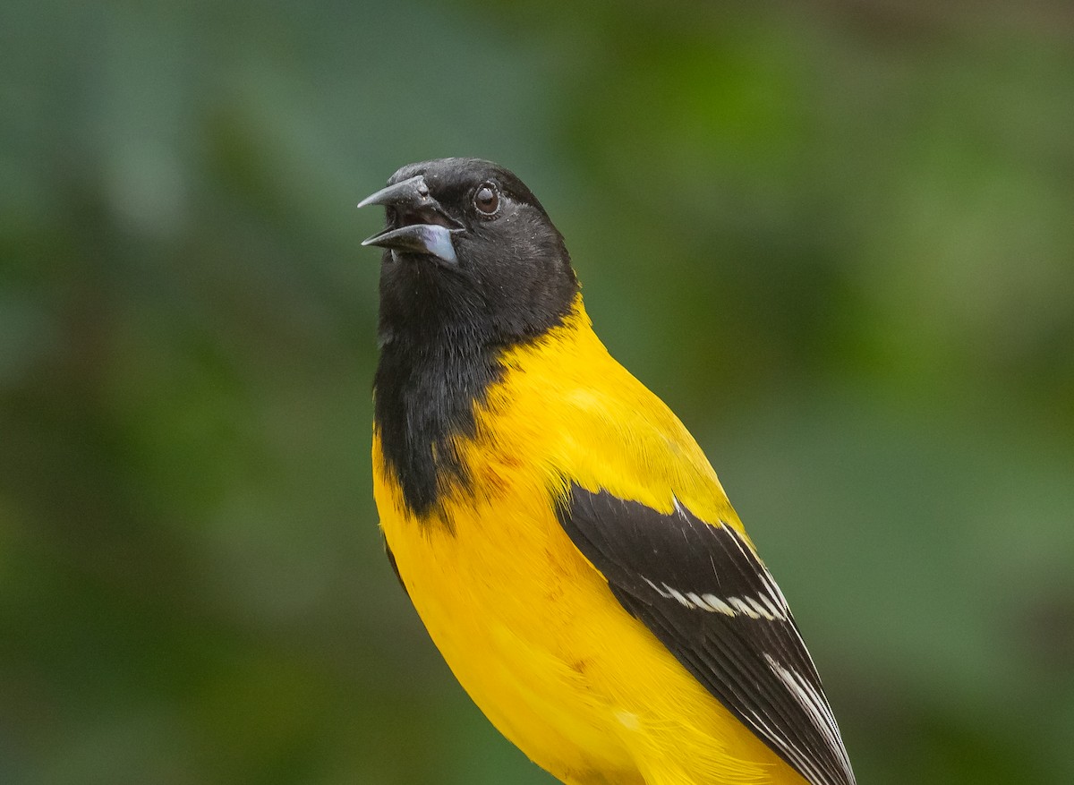 Audubon's Oriole - Liam Huber
