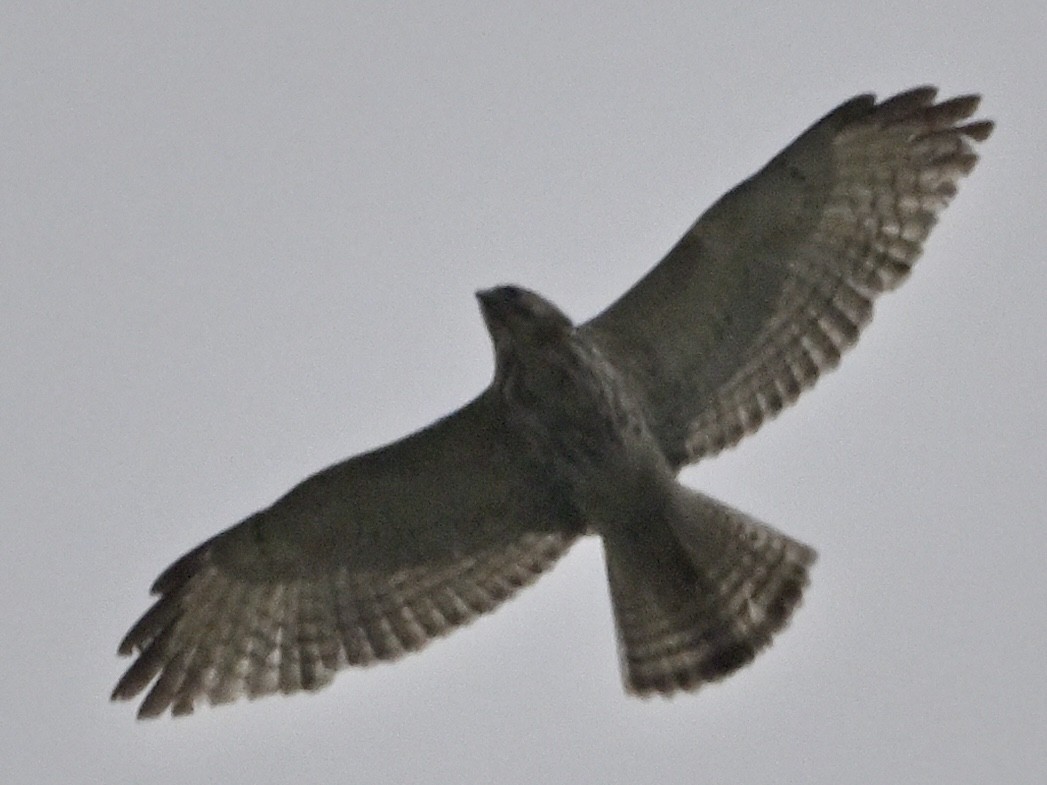 Broad-winged Hawk - Paul Kosnik