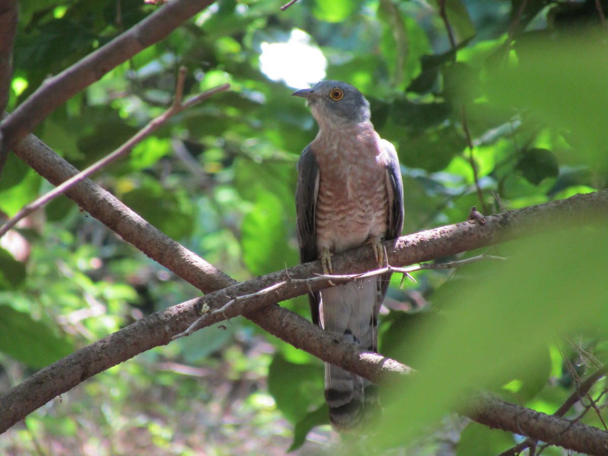 Common Hawk-Cuckoo - ML618015403