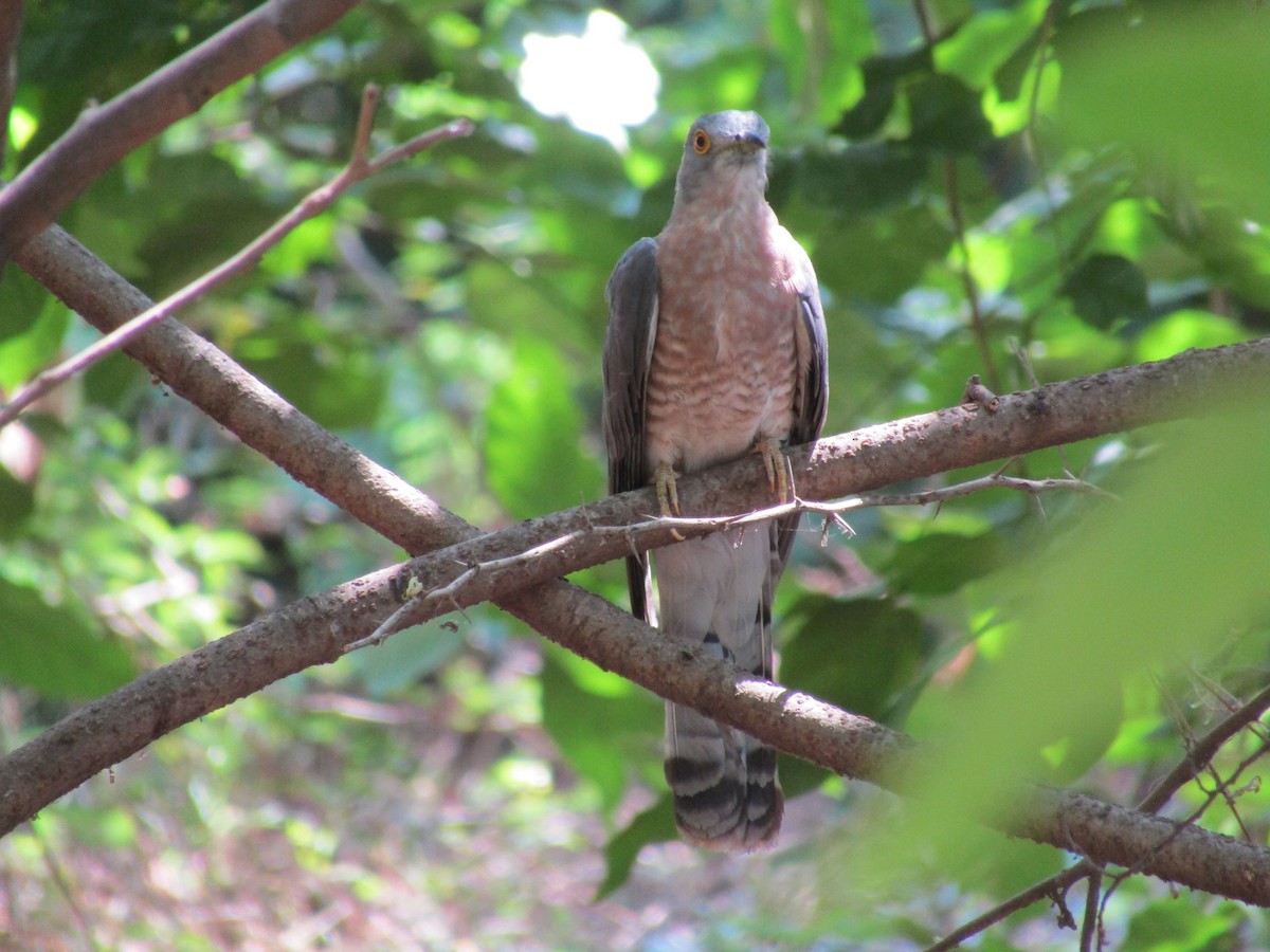 Common Hawk-Cuckoo - Ganesh Tilekar