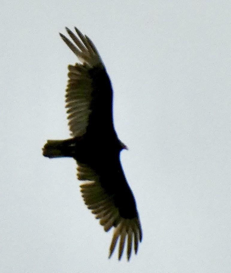 Turkey Vulture - ML618015461