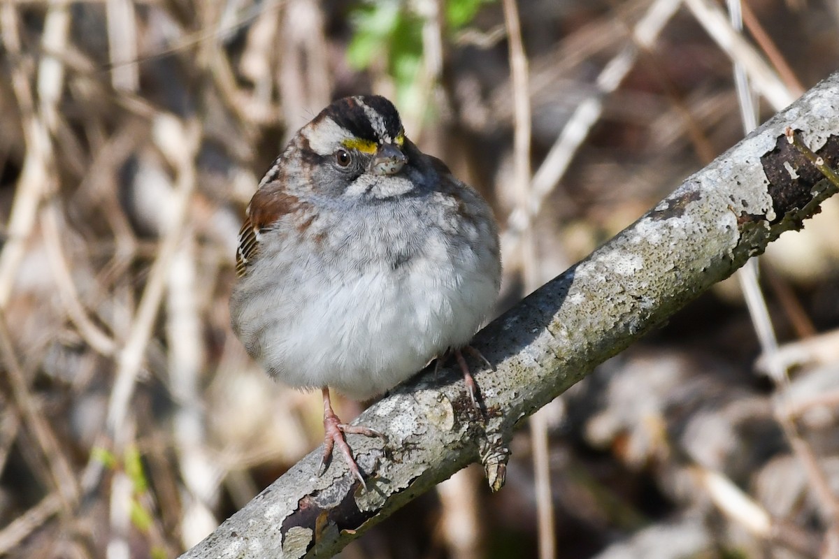 White-throated Sparrow - ML618015477