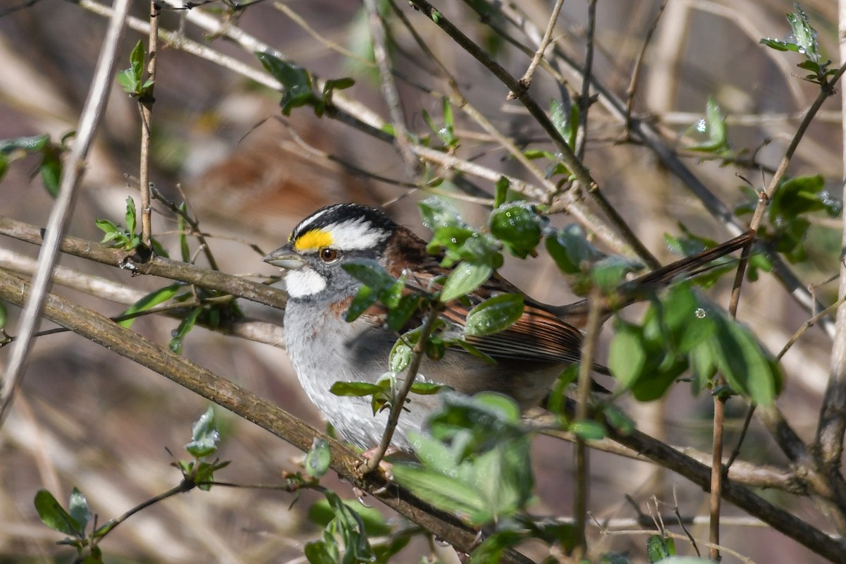White-throated Sparrow - ML618015490