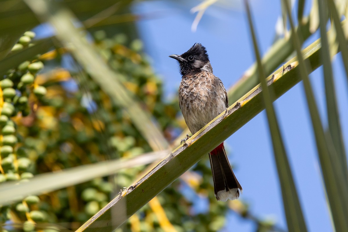 Red-vented Bulbul - ML618015505