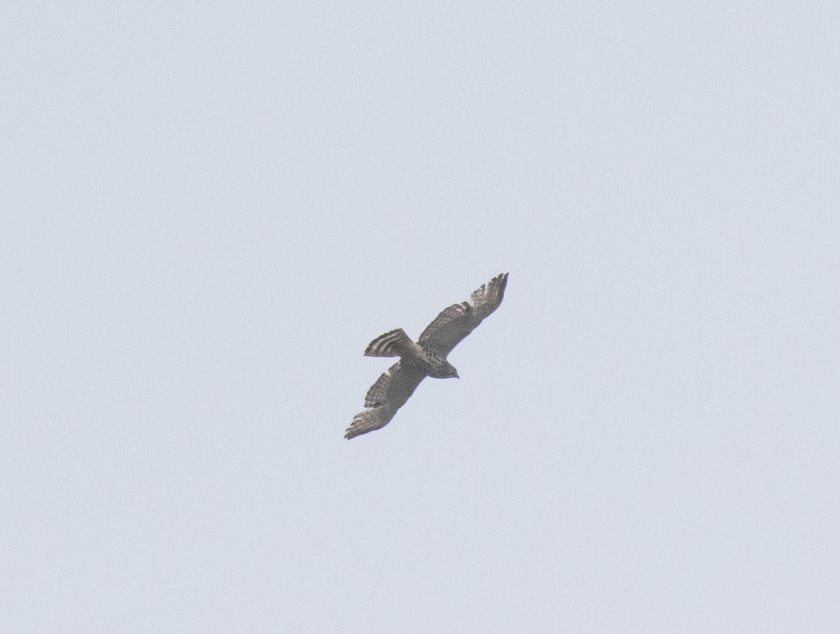 Broad-winged Hawk - ML618015571