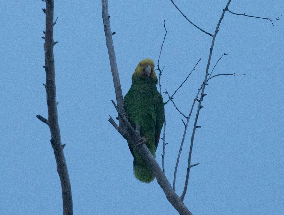 Yellow-headed Parrot - ML618015573