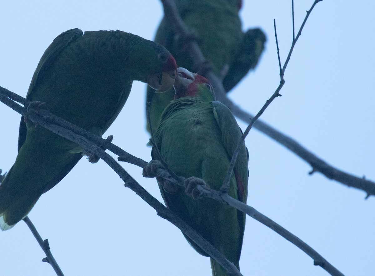 Red-crowned x Red-lored Parrot (hybrid) - ML618015577