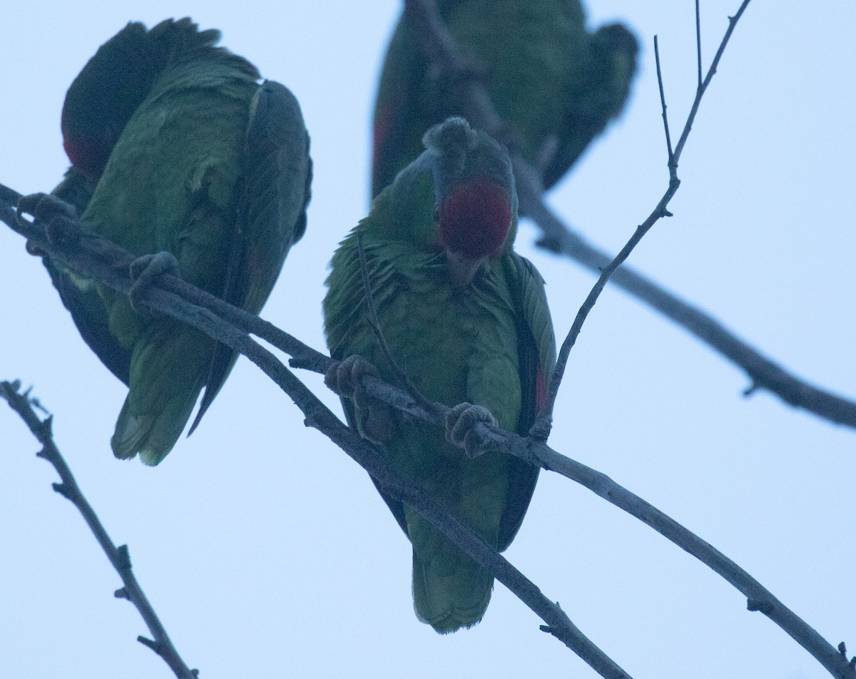 Red-crowned x Red-lored Parrot (hybrid) - Liam Huber